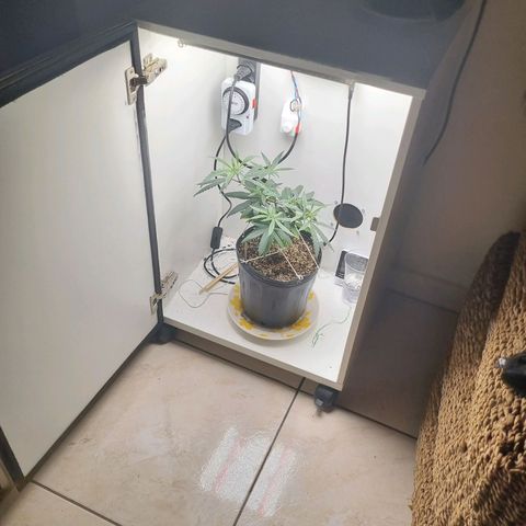Mary - Og kush - Santa Semente BR growlog timeline photo