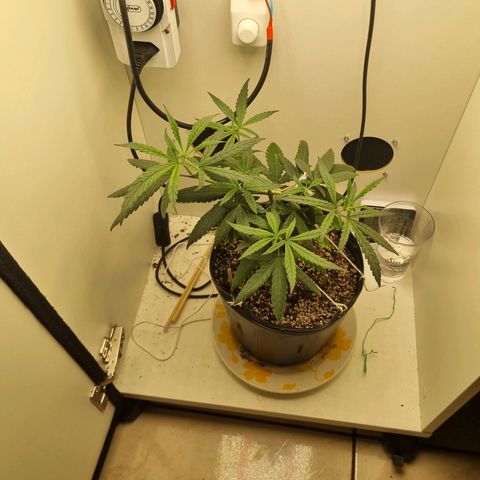 Mary - Og kush - Santa Semente BR growlog timeline photo