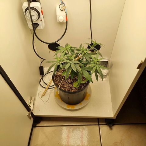 Mary - Og kush - Santa Semente BR growlog timeline photo