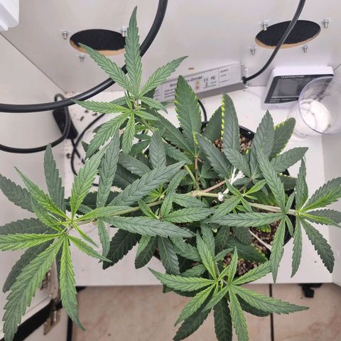 Mary - Og kush - Santa Semente BR growlog timeline photo