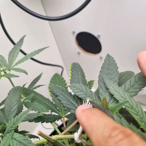 Mary - Og kush - Santa Semente BR growlog timeline photo