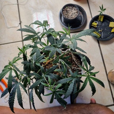 Mary - Og kush - Santa Semente BR growlog timeline photo