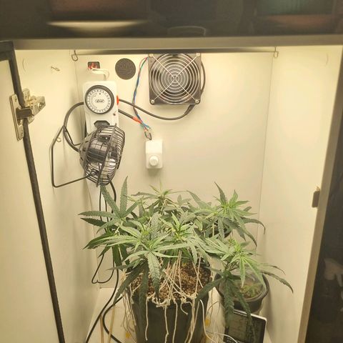 Mary - Og kush - Santa Semente BR growlog timeline photo