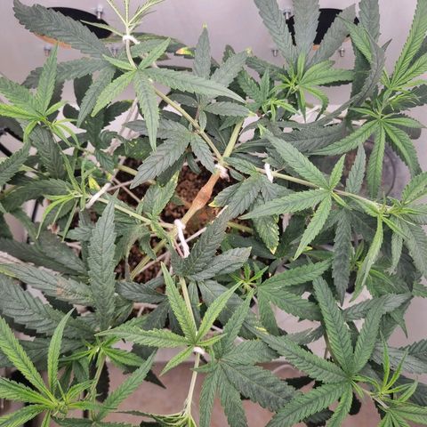 Mary - Og kush - Santa Semente BR growlog timeline photo