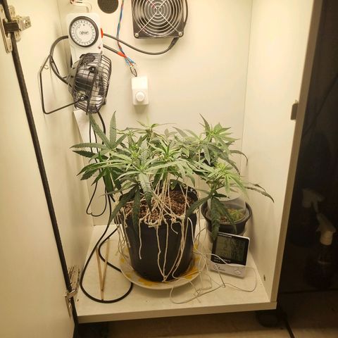 Mary - Og kush - Santa Semente BR growlog timeline photo