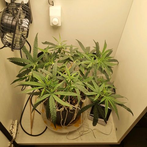 Mary - Og kush - Santa Semente BR growlog timeline photo
