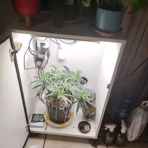 Mary - Og kush - Santa Semente BR growlog timeline photo