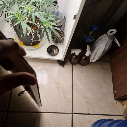 Mary - Og kush - Santa Semente BR growlog timeline photo