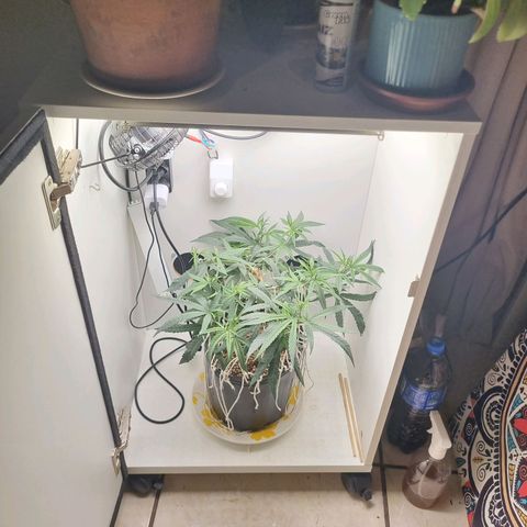 Mary - Og kush - Santa Semente BR growlog timeline photo