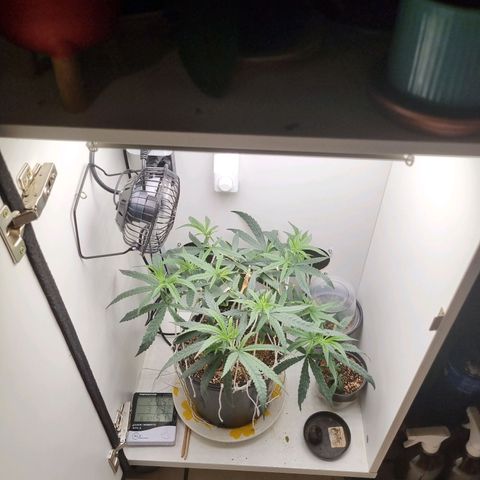 Mary - Og kush - Santa Semente BR growlog timeline photo