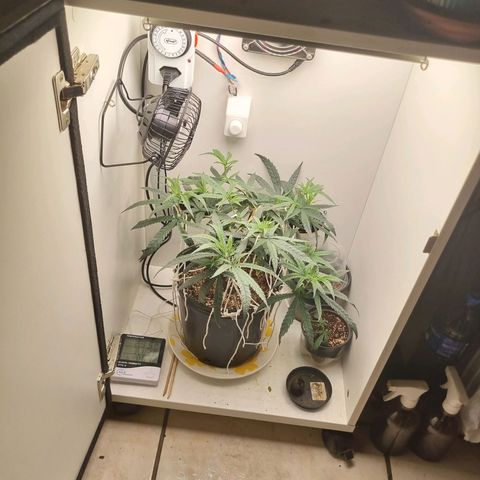 Mary - Og kush - Santa Semente BR growlog timeline photo