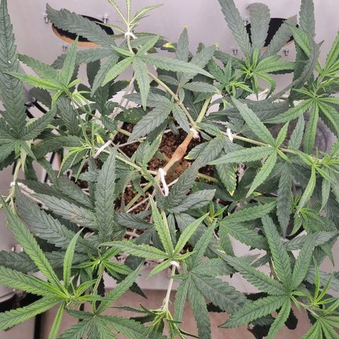 Mary - Og kush - Santa Semente BR growlog timeline photo