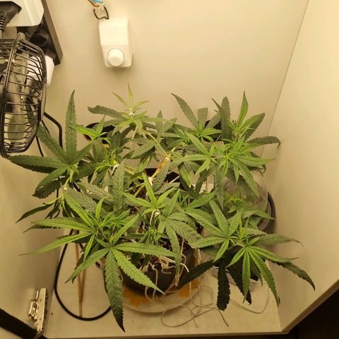 Mary - Og kush - Santa Semente BR growlog timeline photo