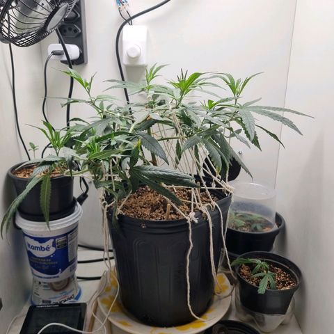 Mary - Og kush - Santa Semente BR growlog timeline photo