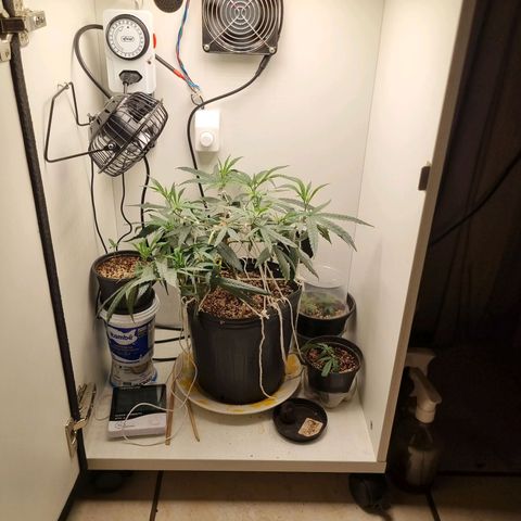 Mary - Og kush - Santa Semente BR growlog timeline photo