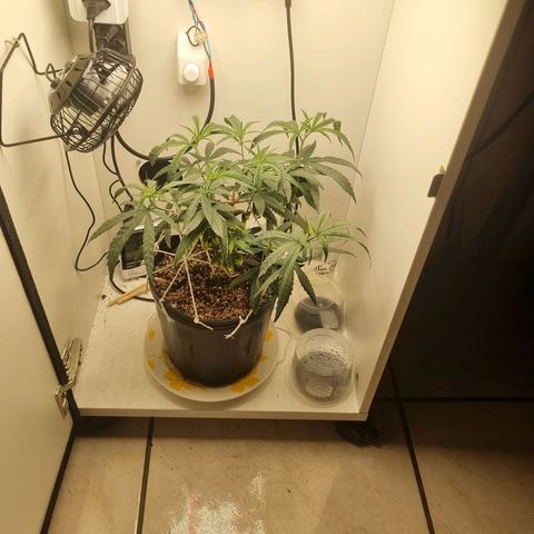 Mary - Og kush - Santa Semente BR growlog timeline photo