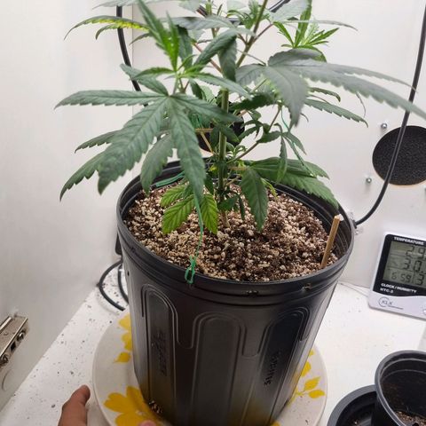 Mary - Og kush - Santa Semente BR growlog timeline photo