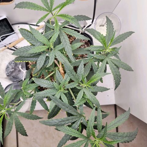 Mary - Og kush - Santa Semente BR growlog timeline photo