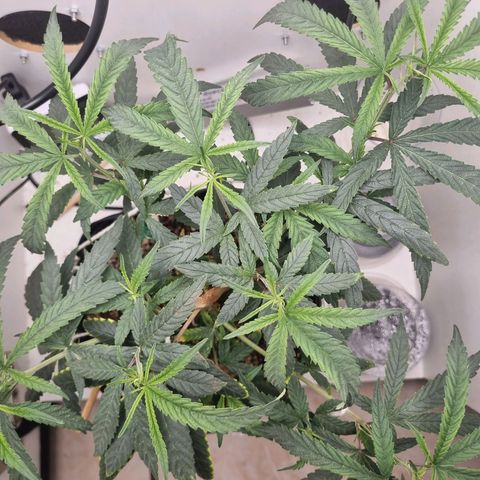 Mary - Og kush - Santa Semente BR growlog timeline photo