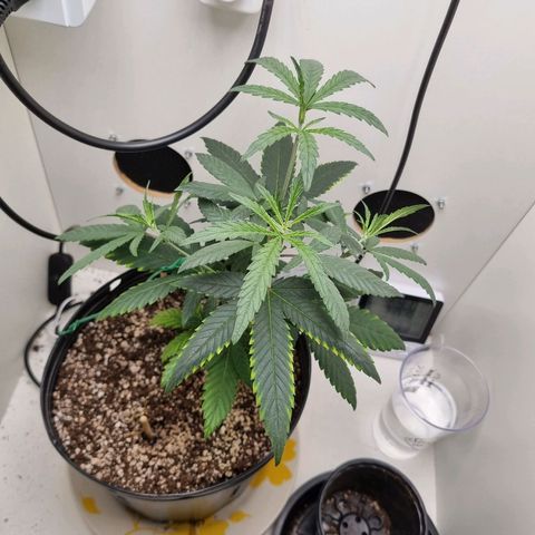Mary - Og kush - Santa Semente BR growlog timeline photo