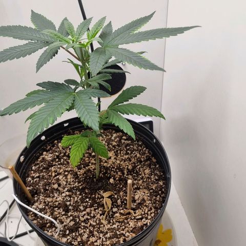 Mary - Og kush - Santa Semente BR growlog timeline photo