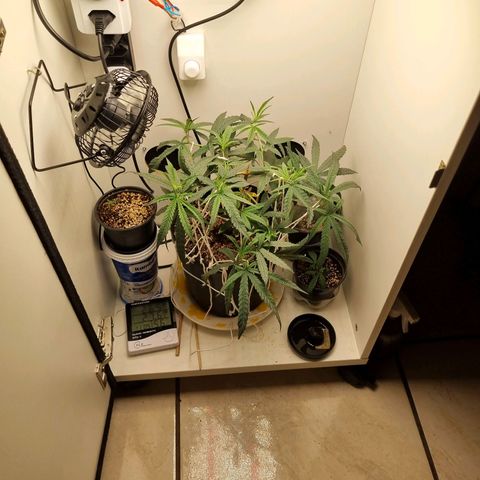 Mary - Og kush - Santa Semente BR growlog timeline photo
