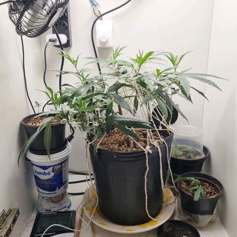 Mary - Og kush - Santa Semente BR growlog timeline photo