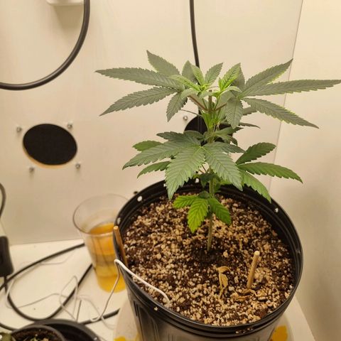 Mary - Og kush - Santa Semente BR growlog timeline photo