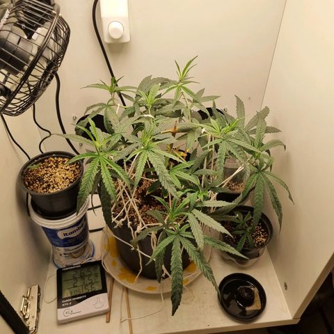 Mary - Og kush - Santa Semente BR growlog timeline photo
