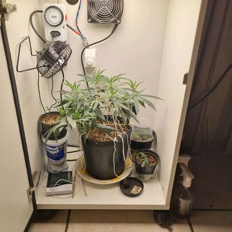 Mary - Og kush - Santa Semente BR growlog timeline photo
