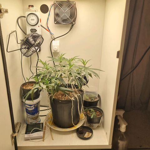 Mary - Og kush - Santa Semente BR growlog timeline photo