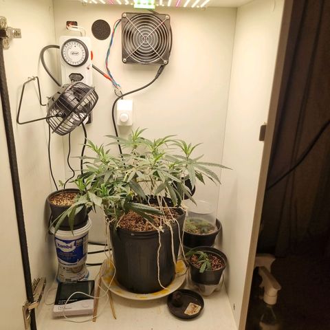 Mary - Og kush - Santa Semente BR growlog timeline photo