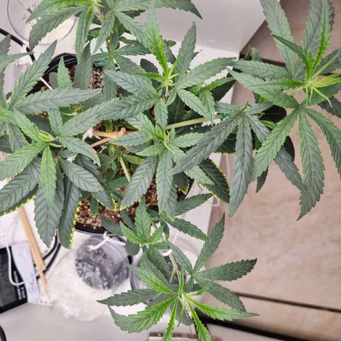 Mary - Og kush - Santa Semente BR growlog timeline photo