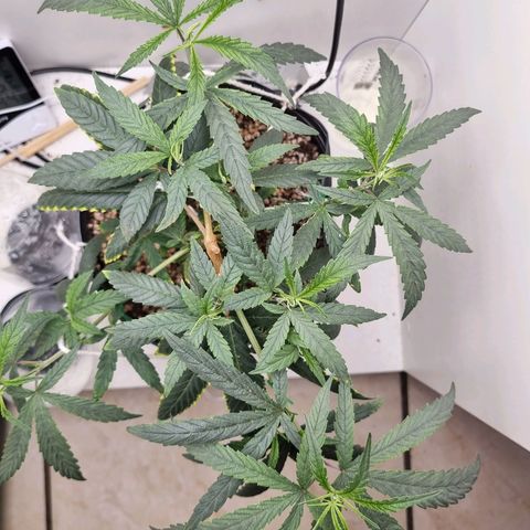 Mary - Og kush - Santa Semente BR growlog timeline photo