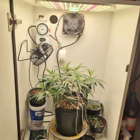 Mary - Og kush - Santa Semente BR growlog timeline photo