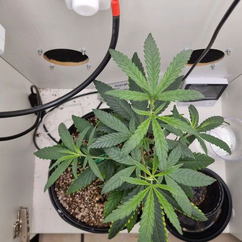 Mary - Og kush - Santa Semente BR growlog timeline photo