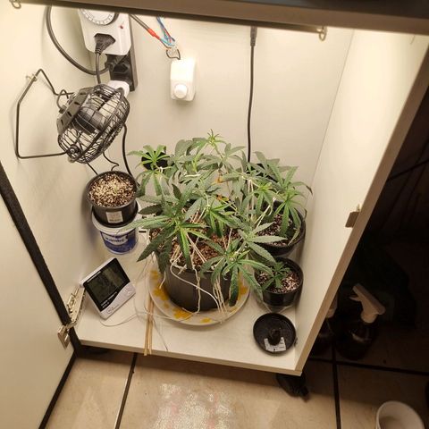 Mary - Og kush - Santa Semente BR growlog timeline photo