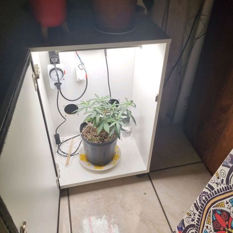 Mary - Og kush - Santa Semente BR growlog timeline photo