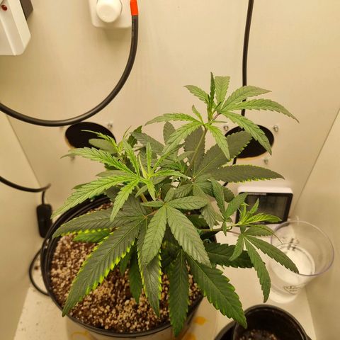 Mary - Og kush - Santa Semente BR growlog timeline photo