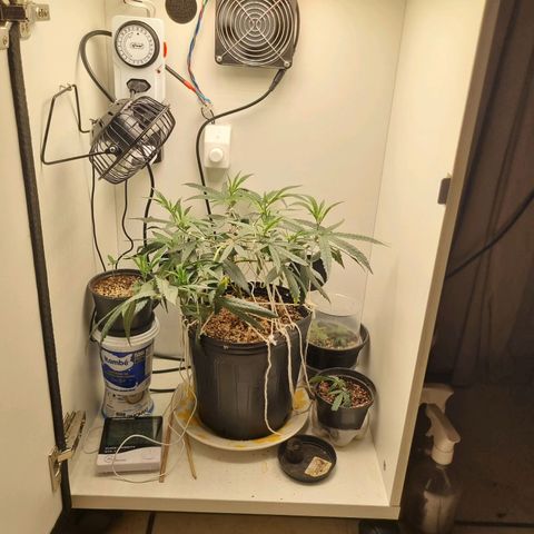 Mary - Og kush - Santa Semente BR growlog timeline photo