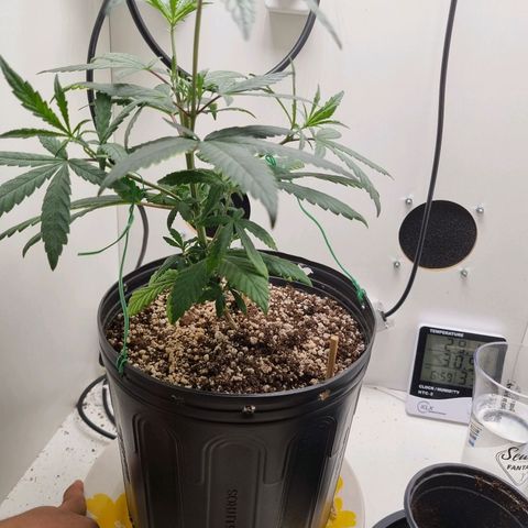 Mary - Og kush - Santa Semente BR growlog timeline photo
