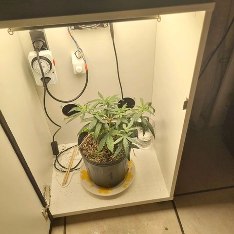 Mary - Og kush - Santa Semente BR growlog timeline photo