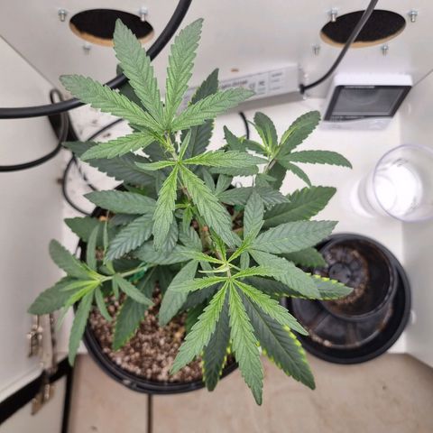 Mary - Og kush - Santa Semente BR growlog timeline photo