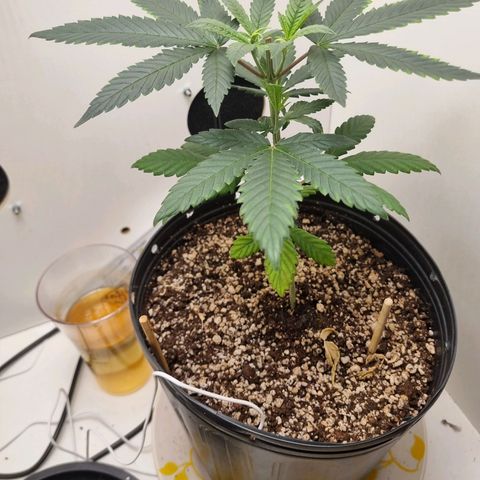 Mary - Og kush - Santa Semente BR growlog timeline photo