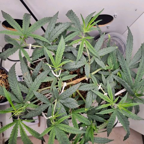 Mary - Og kush - Santa Semente BR growlog timeline photo