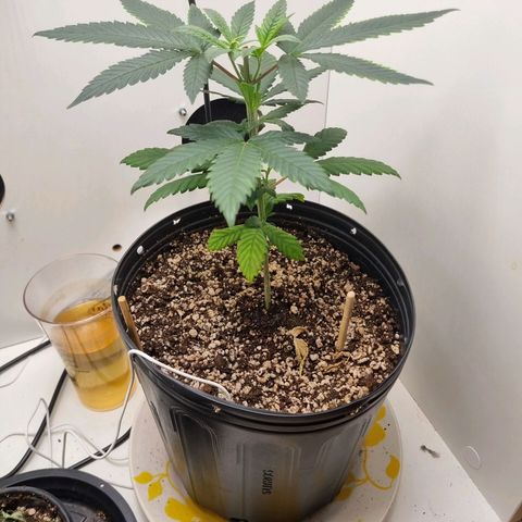 Mary - Og kush - Santa Semente BR growlog timeline photo
