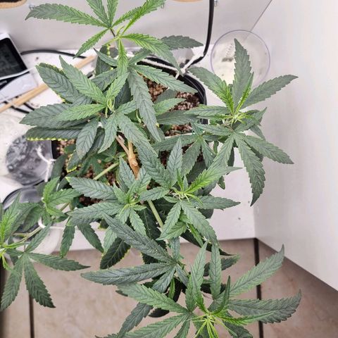 Mary - Og kush - Santa Semente BR growlog timeline photo