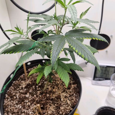 Mary - Og kush - Santa Semente BR growlog timeline photo