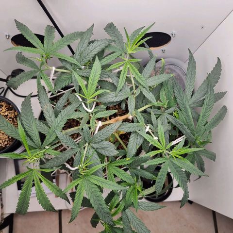 Mary - Og kush - Santa Semente BR growlog timeline photo