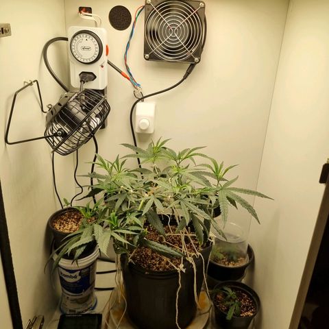 Mary - Og kush - Santa Semente BR growlog timeline photo